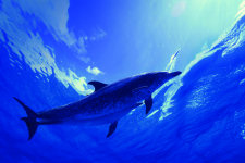 Dolphin Connection, Azores