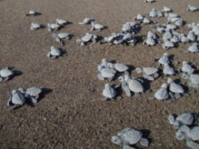 Learn to surf and save turtles in Costa Rica
