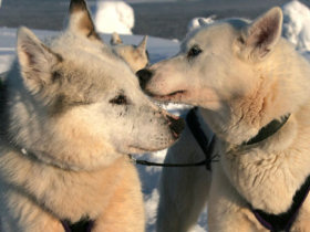 Lapland family winter adventure holiday