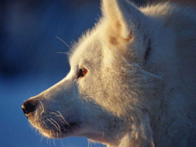 Finnish Lapland family holiday, tailor made