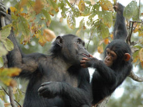Chimpanzee tracking holiday, Gombe Stream NP, Tanzania