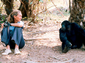 Chimpanzee tracking holiday, Gombe Stream NP, Tanzania