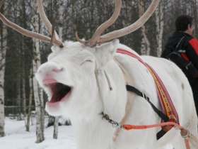 Winter adventure in Finland
