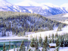 Yukon husky
