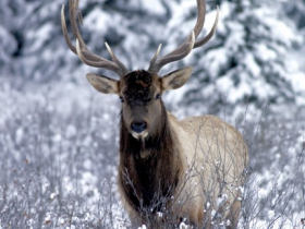 Western Canada winter activity holiday