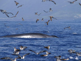 Whale watching in the Azores