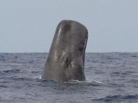 Whale watching in the Azores
