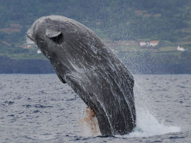 Whale watching in the Azores
