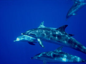 Swim with dolphins in Egypt