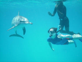 Swim with dolphins in Egypt