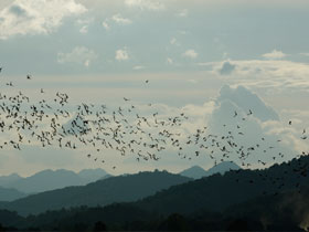Nature and wildlife holiday in Thailand