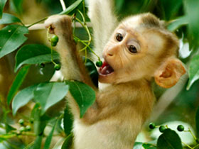 Nature and wildlife holiday in Thailand