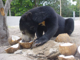 Malaysian sun bear