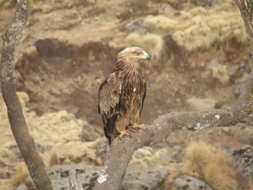 Ethiopia wildlife & walking holiday