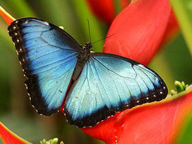 Costa Rica wildlife holiday, tailor made