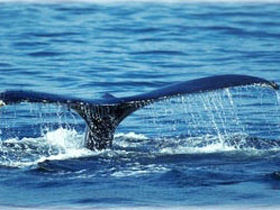 Costa Rica wildlife holiday, tailor made