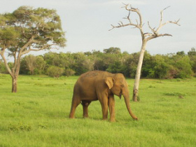 Sri Lanka tour & beach holiday