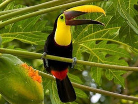 Costa Rica conservation tour, tailormade