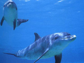 Costa Rica conservation tour, tailormade