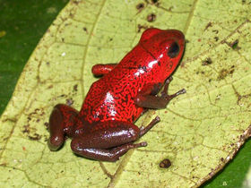 Costa Rica conservation tour, tailormade