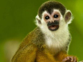Costa Rica conservation tour, tailormade