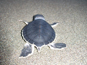 Costa Rica conservation tour, tailormade