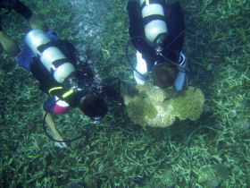 Marine conservation holiday in Thailand