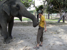 A volunteer meeting one of the elephants
