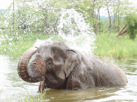 One of the elephants enjoying the pool