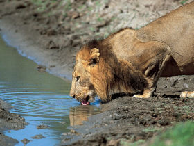 Walking safari in South Africa