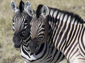 Walking safari in South Africa
