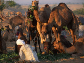 Rajasthan cycling holiday