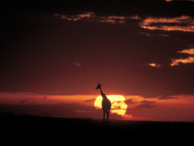 Kilimanjaro Climb, Serengeti safari and Zanzibar