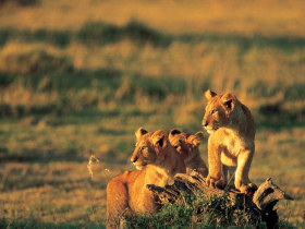 Kilimanjaro Climb, Serengeti safari and Zanzibar