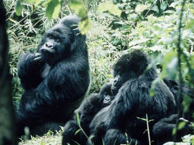 Gorilla safari in Uganda