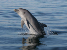 Dolphin