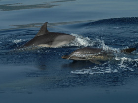 Dolphin