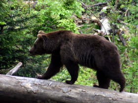 Bear tracking Slovakia