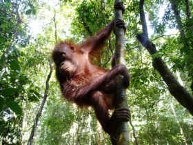 Borneo volunteering holiday
