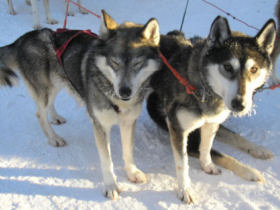 Father Christmas and New Year holidays in Finland