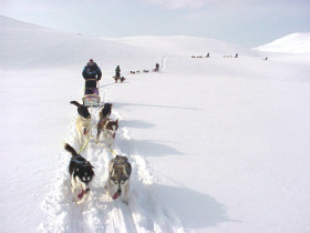 Wilderness dog sledding trip in Norway