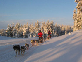 Lapland husky safari and activity holiday, Finland