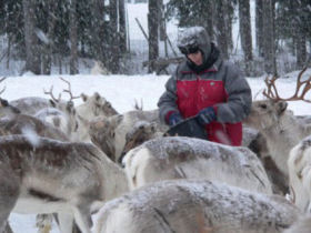 Lapland husky safari and activity holiday, Finland