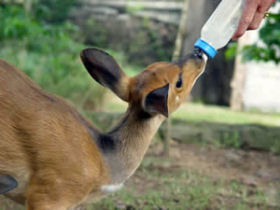Volunteer at a wildlife sanctuary in South Africa
