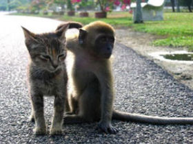 Volunteer at a wildlife sanctuary in South Africa