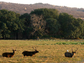 Ranthambhore tiger tour