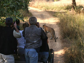 Ranthambhore tiger tour