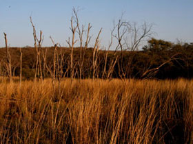 Ranthambhore tiger tour