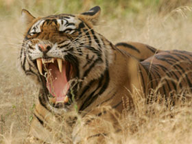 Ranthambhore tiger tour