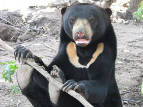 Malaysia sun bear